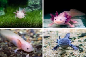 four piece collage of axolotl amphibians